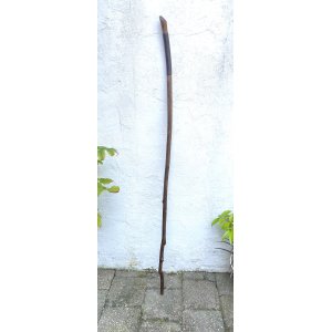 Salix bebbiana walking staff